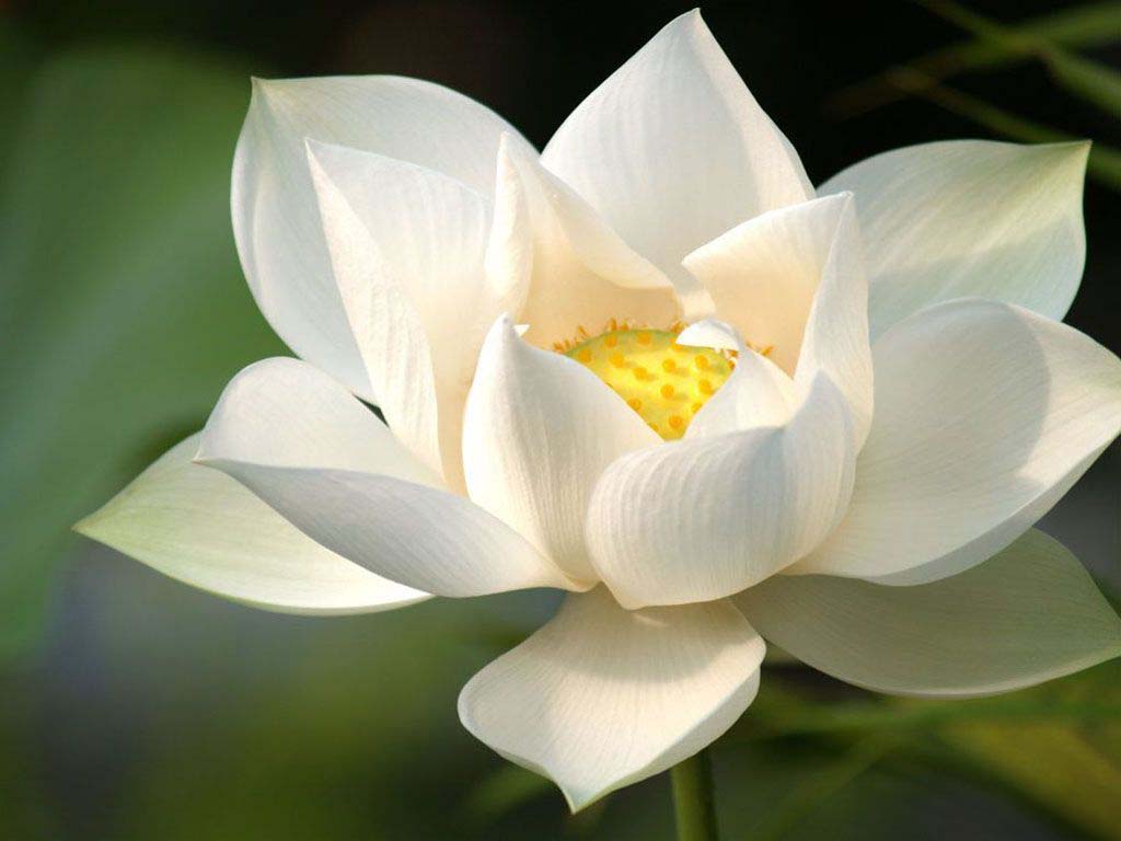 Vẻ đẹp bông sen trắng