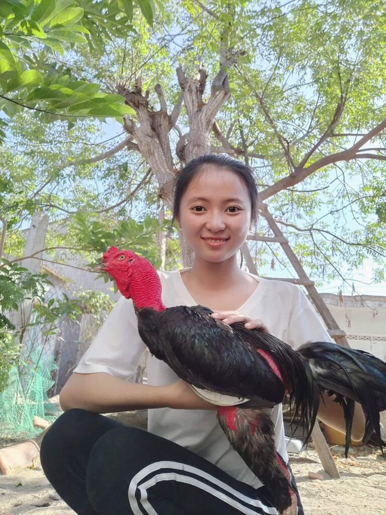 Ảnh gái đẹp và gà chọi