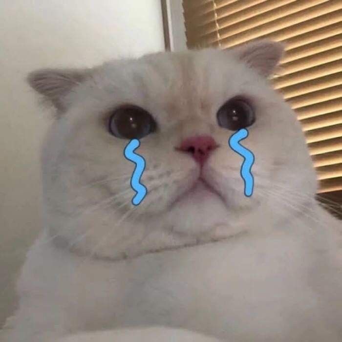 Ảnh mèo khóc siêu cute
