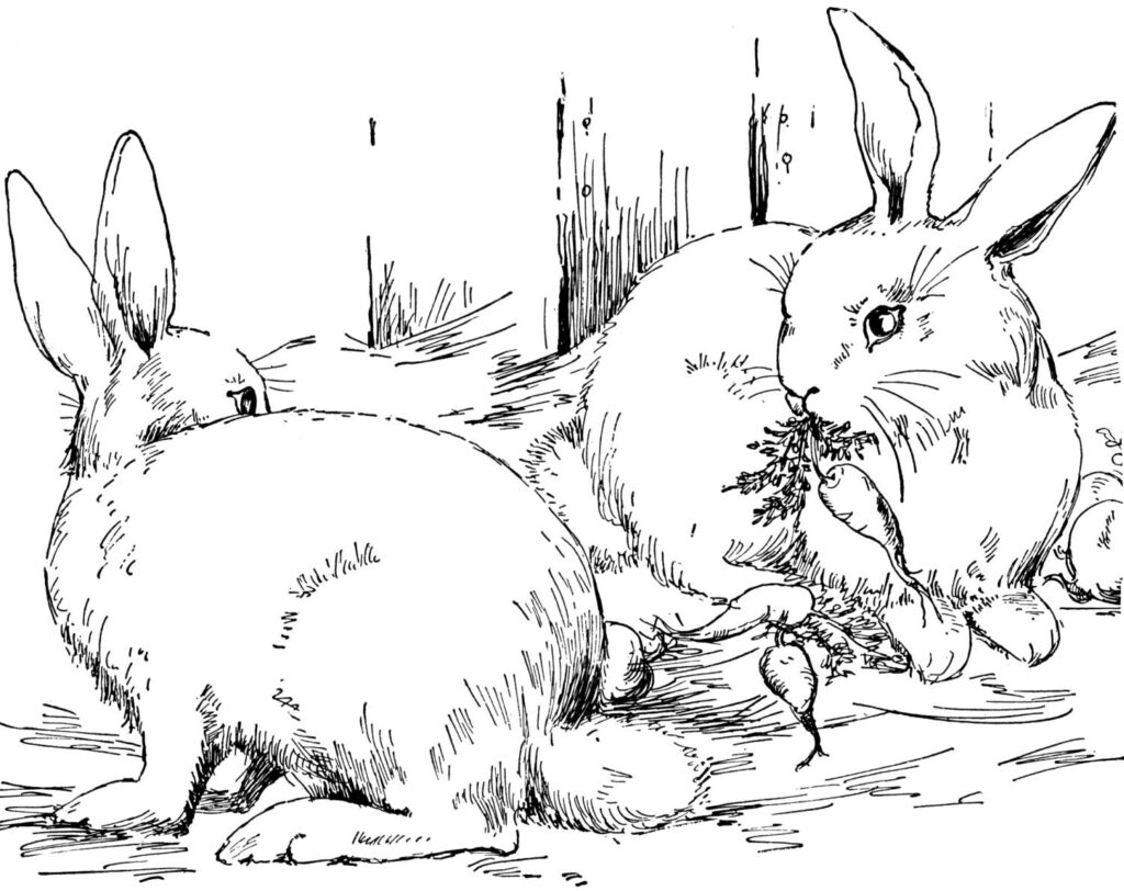 hình tô màu con thỏ ăn rau
