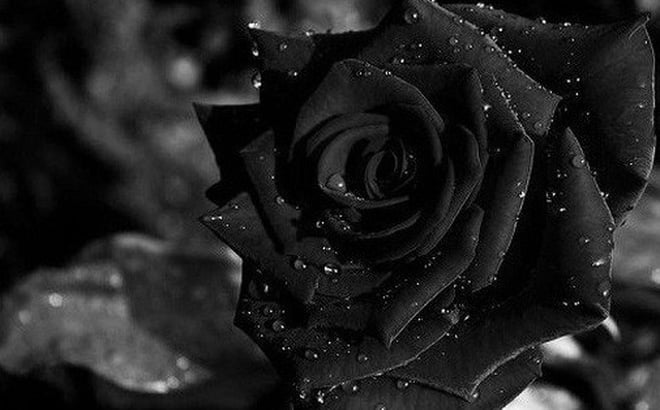 Ảnh hoa hồng đen trắng đẹp và buồn