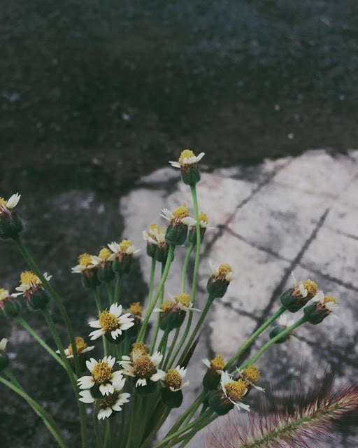 Bông hoa dại cô đơn