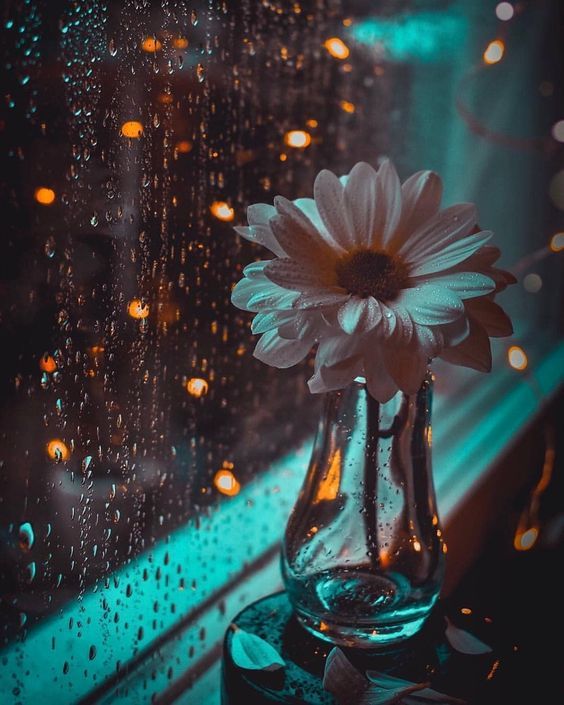 Cánh hoa thêm buồn trong ngày mưa