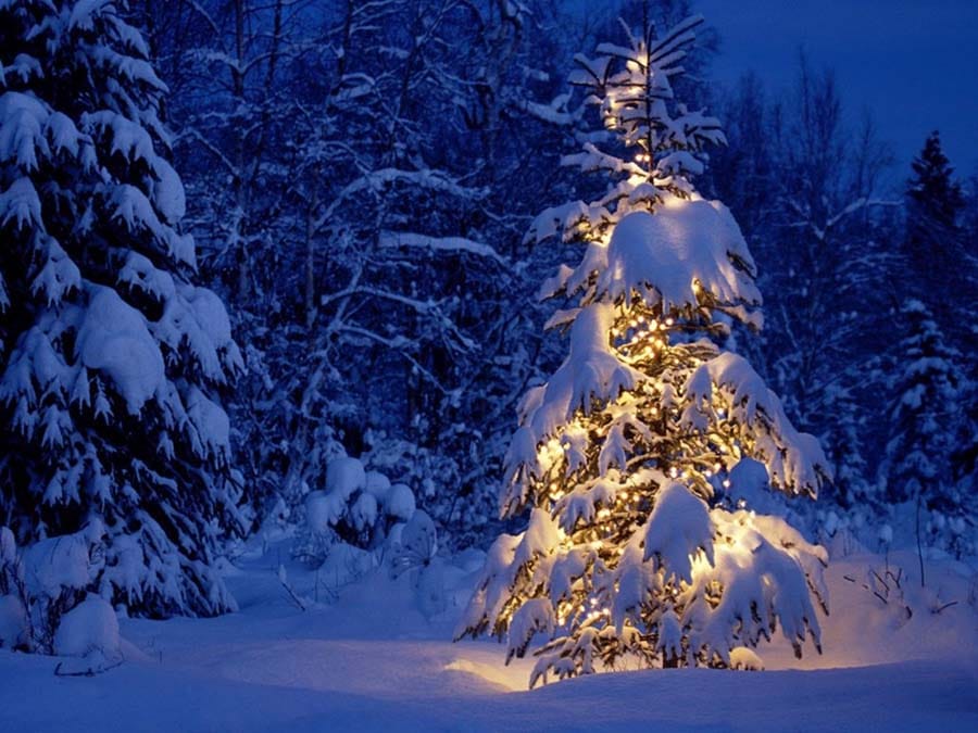 Cây thông Noel tuyết phủ đẹp nhất
