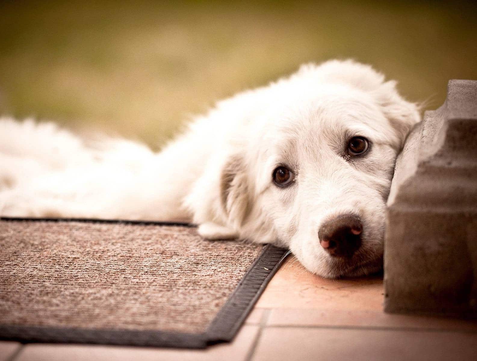 Chú chó trắng mặt buồn đáng yêu