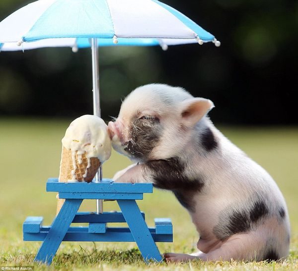 Chú lợn con đang ăn kem trông rất hài hước và đáng yêu