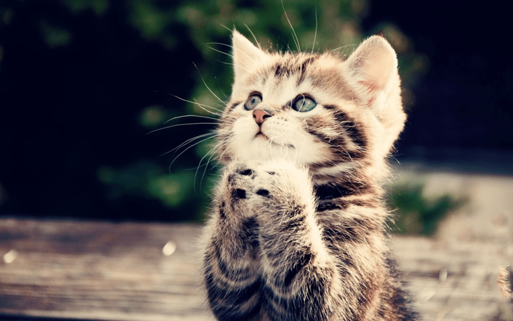 Chú mèo đang cầu nguyện
