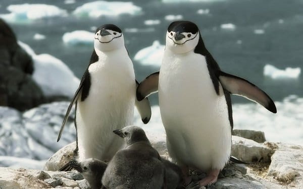 Đàn chim cánh cụt dễ thương