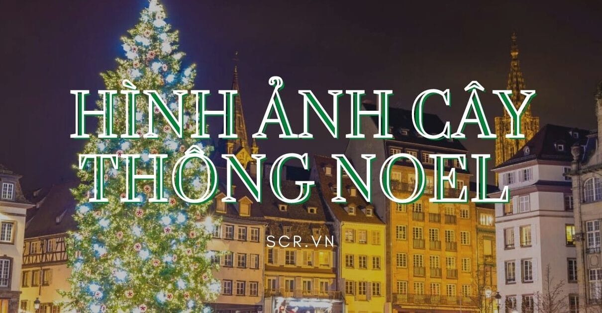HINH ANH CAY THONG NOEL