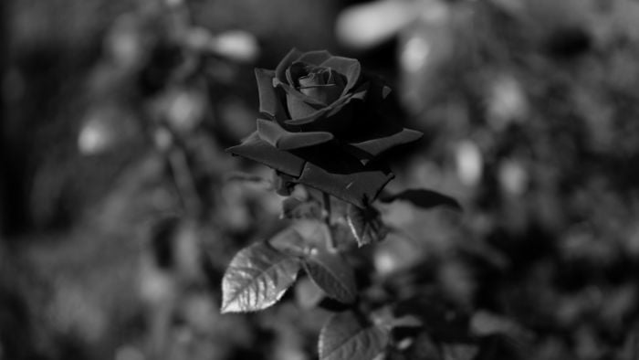 Hình ảnh buồn và u ám của loài hoa hồng tuyệt sắc