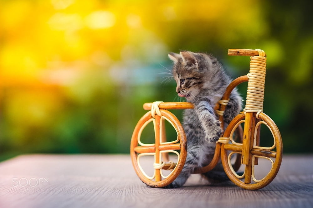 Hình ảnh chú mèo và chiếc xe đạp gỗ siêu dễ thương