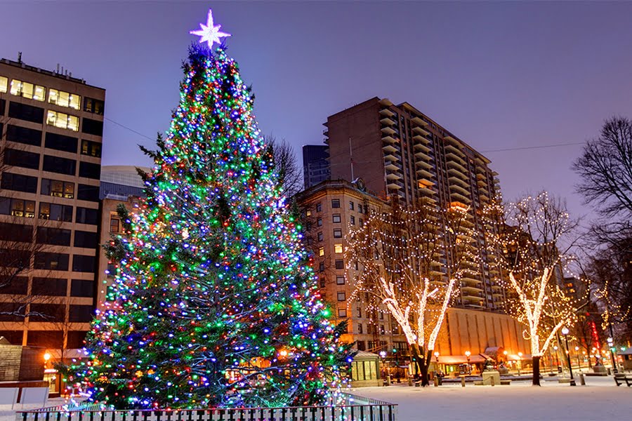 Hình cây Noel to đẹp nhất thế giới