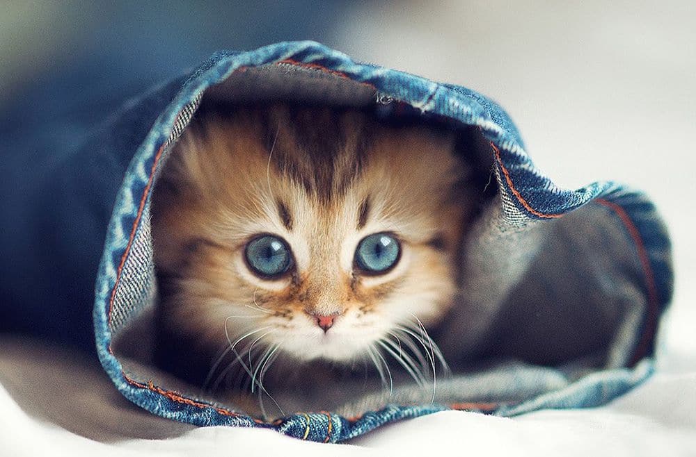 Bức ảnh chú mèo con cute đáng yêu dễ thương