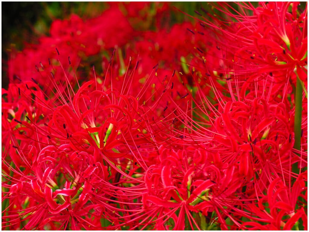Hình hoa bỉ ngạn đỏ rực rỡ