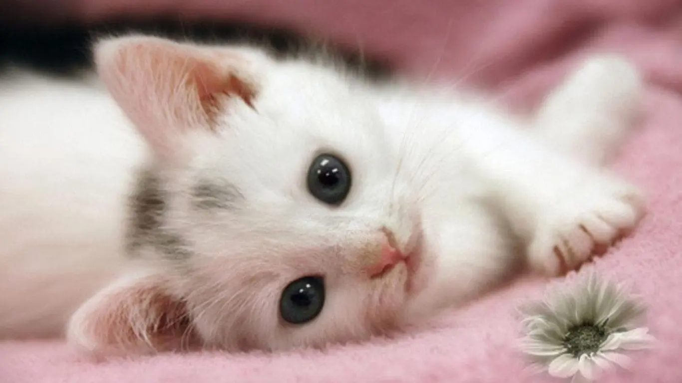 Hình Mèo Cute Nhất ❤️ Ảnh Con Mèo Dễ Thương Đáng Yêu