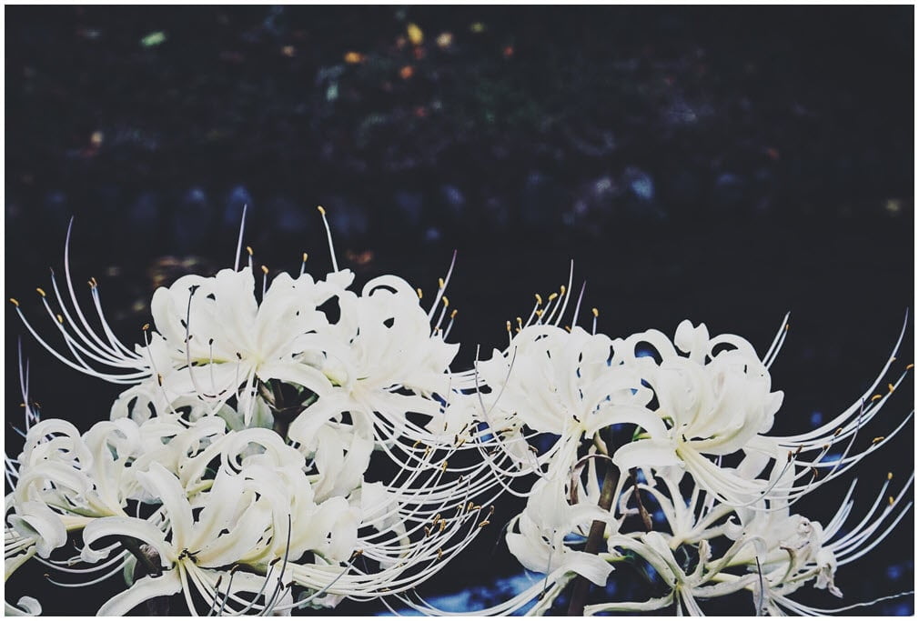 Hoa bỉ ngạn trắng muốt, tinh khiết pha chút cô đơn