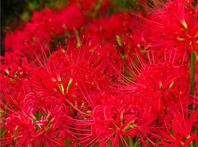 Hoa bỉ ngạn với màu đỏ tươi