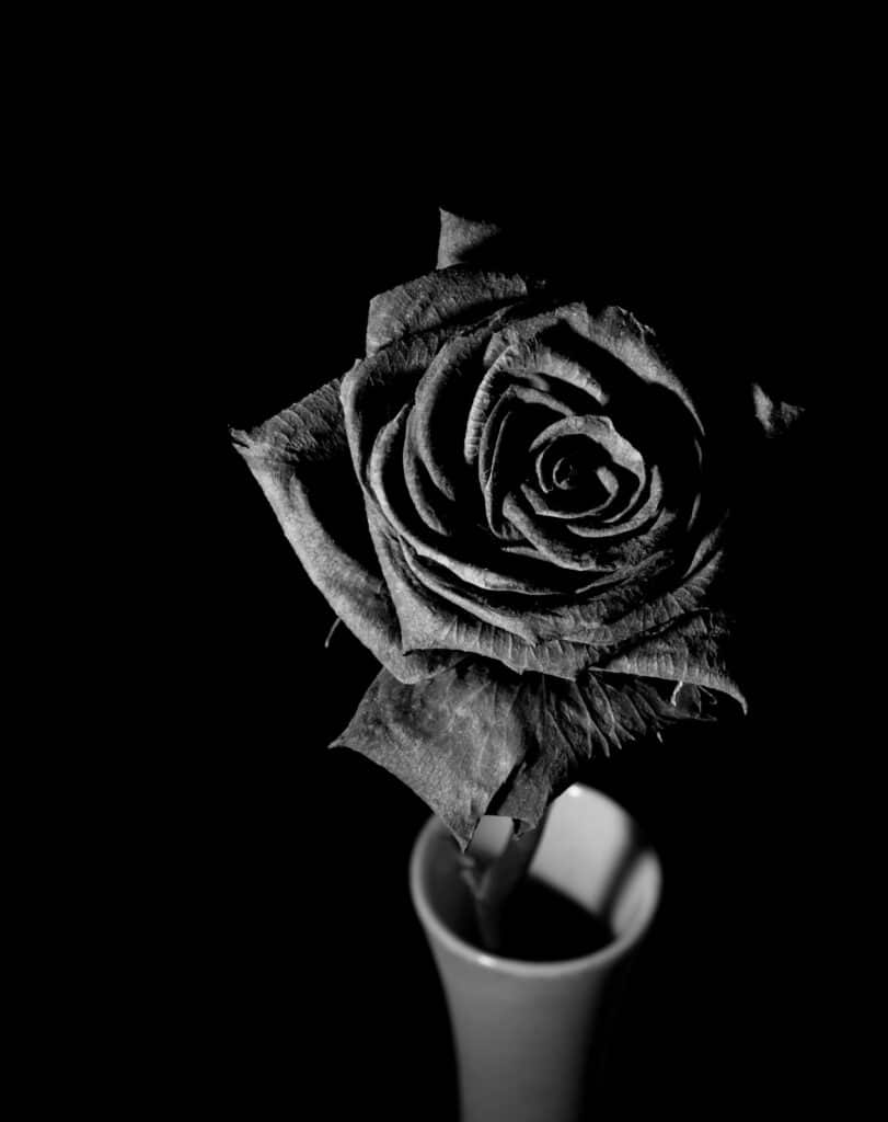 Hoa hồng đen biểu tượng của nỗi buồn