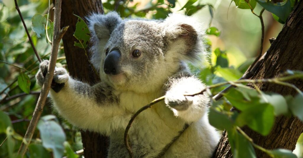 Koala đang tìm thức ăn