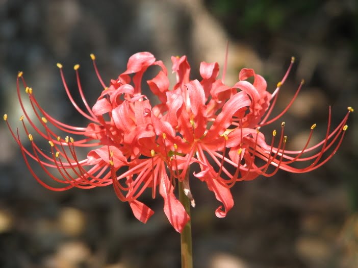 Loài hoa bỉ ngạn với màu đỏ thẫm đặc trưng