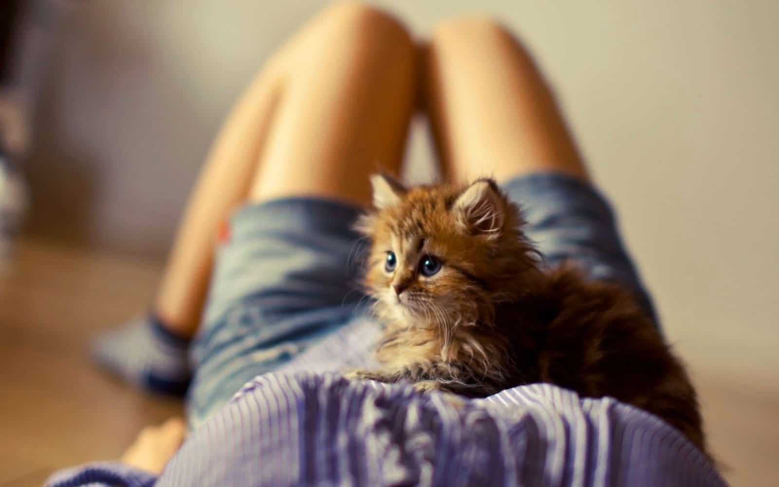 Hình Mèo Cute Nhất ️ Hình ảnh Con Mèo Dễ Thương Đáng Yêu - Woow