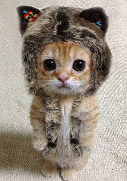 Mèo con đội mũ tai mèo