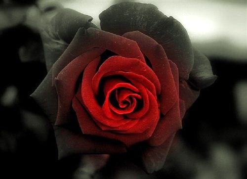 Nét buồn và u sầu len lỏi trong từng cánh hoa hồng