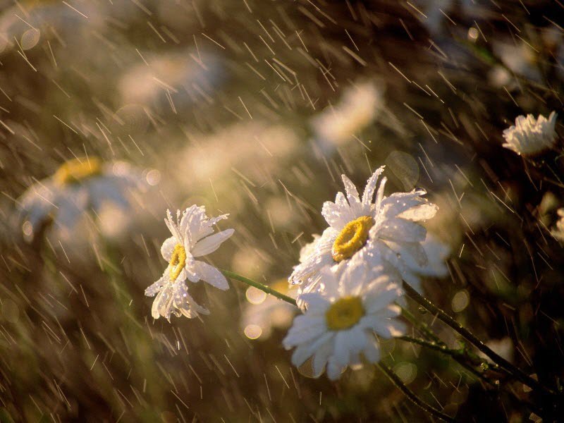 Những bông hoa nhỏ bé trước mưa