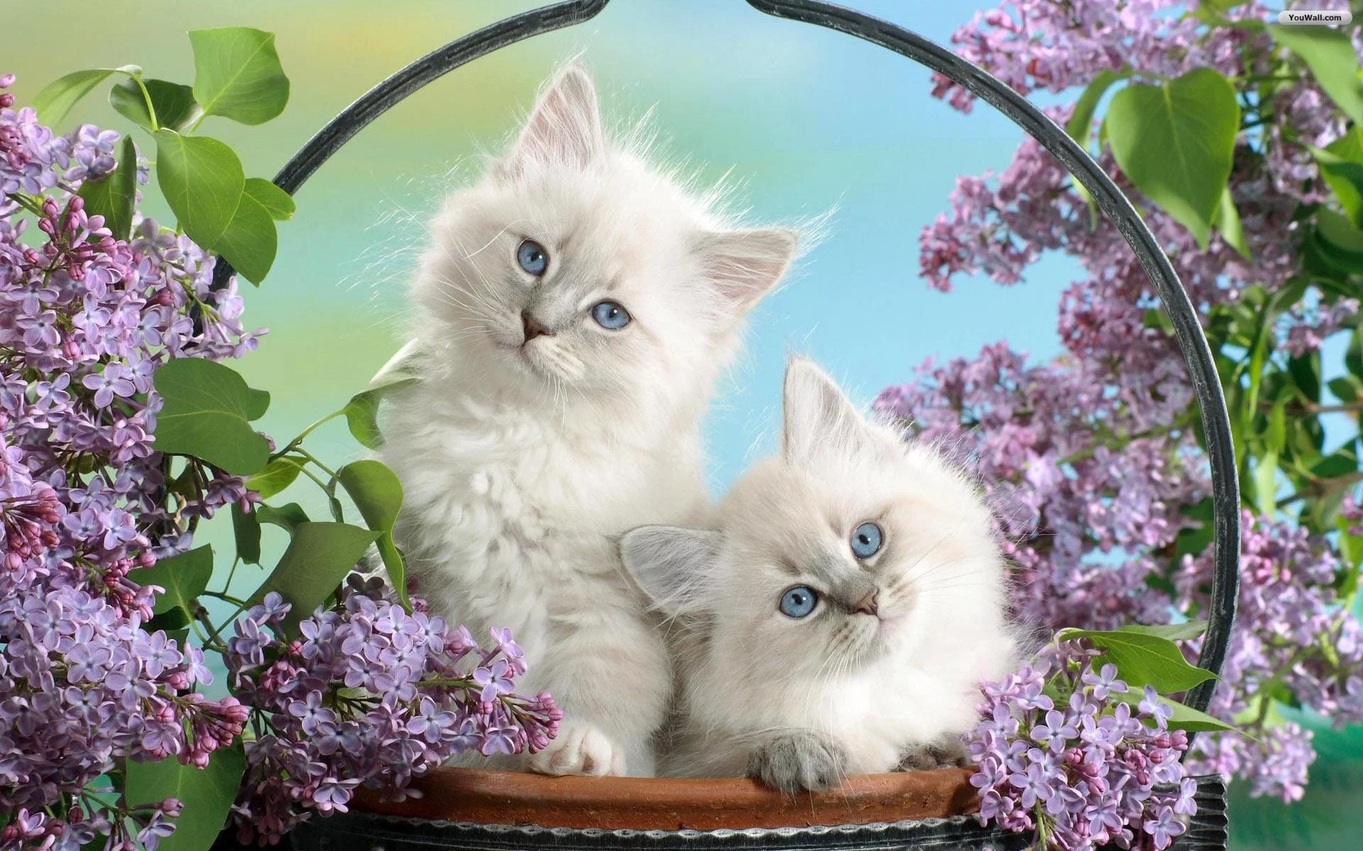 H�nh M�o Cute Nh t    nh Con M�o D  Th  ng  �ng Y�u