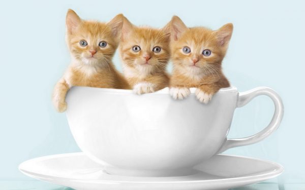 Những chú mèo nhỏ nằm gọn trong cốc đốn tim người nhìn