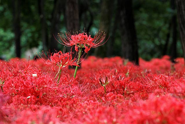 Vườn hoa bỉ ngạn khoe sắc đỏ