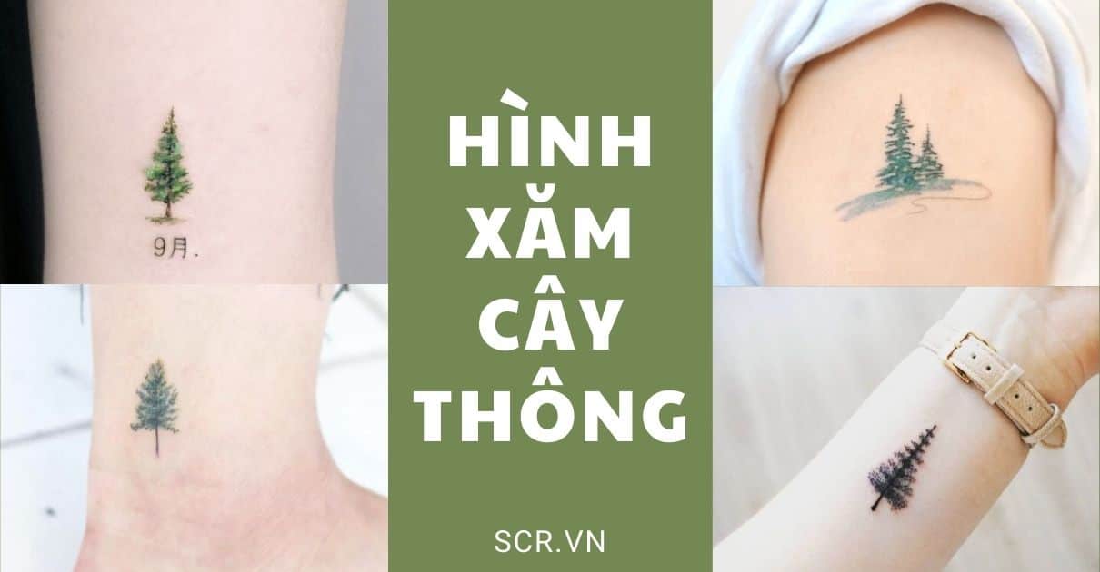 HINH XAM CAY THONG