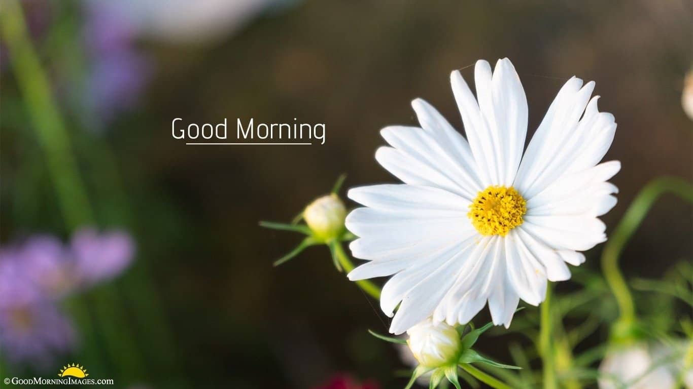 Hình ảnh Chào Buổi Sáng Với Mặt Trời địa Phương Chữ PNG Văn Bản Buổi Sáng Chào Buổi Sáng Chúc Buổi Sáng Tốt Lành PNG và Vector với nền trong suốt