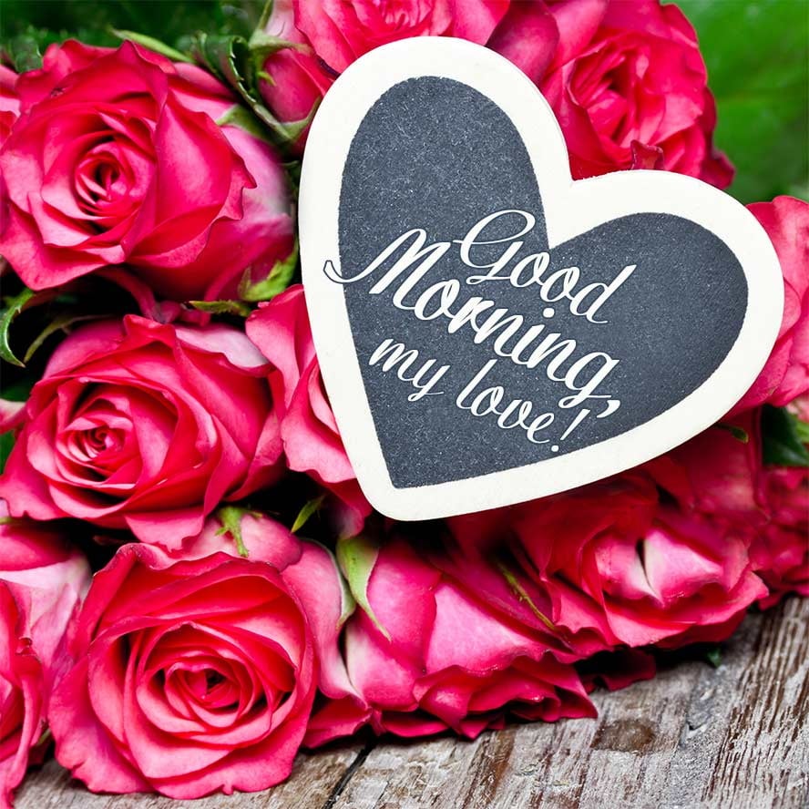 Những bông hoa hồng xinh đẹp cho một buổi sáng lãng mạn và vui vẻ
