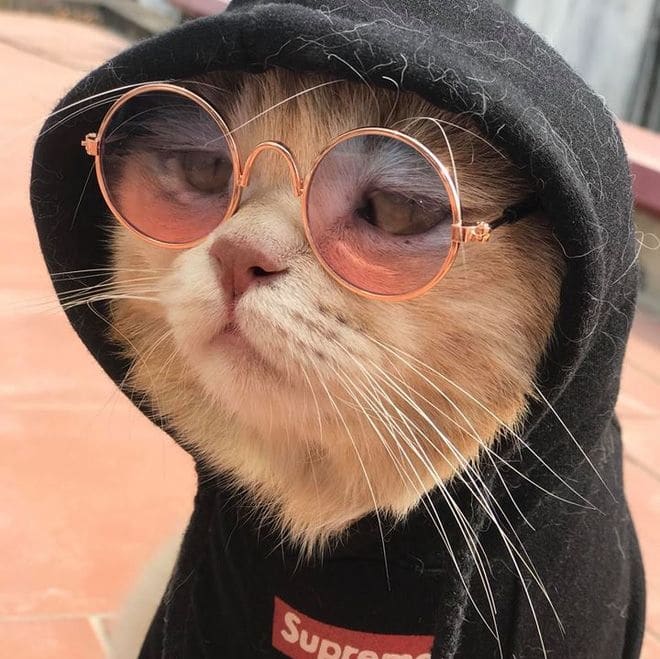 Avatar Instagram Mèo Ngầu