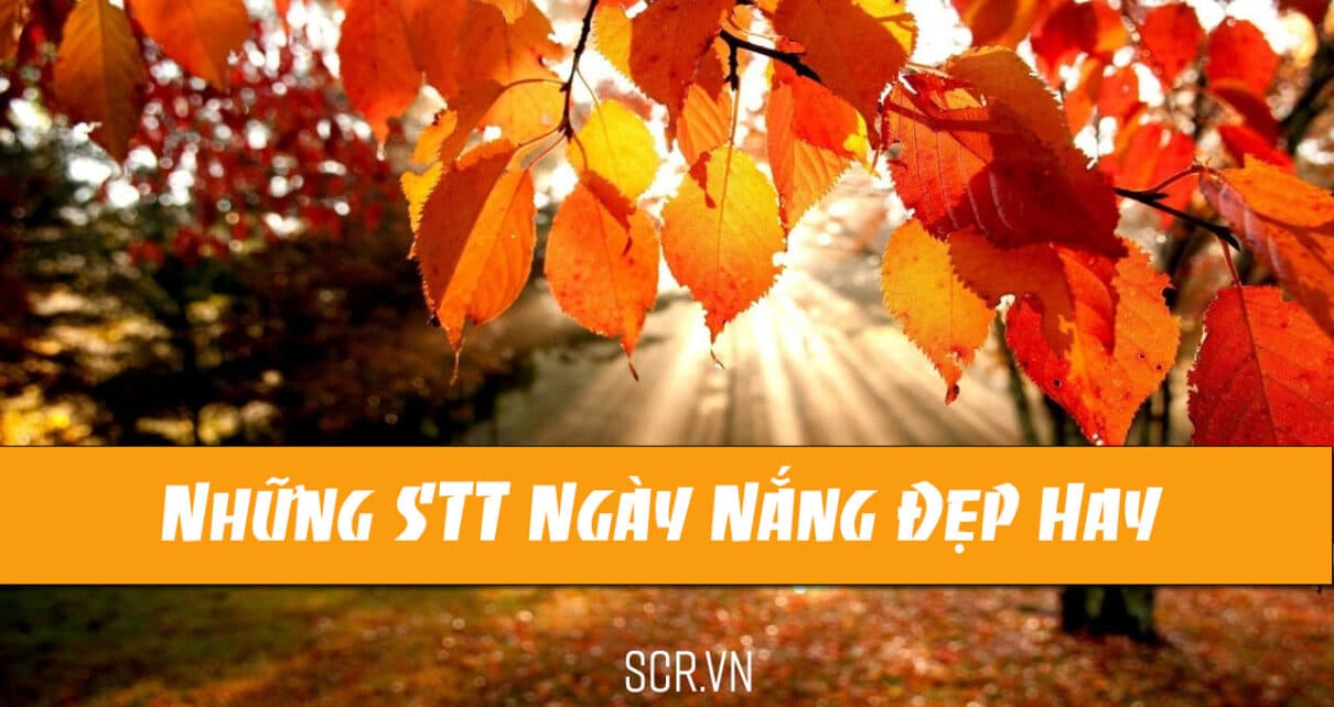 STT Ngay Nang Dep stt về hoa cẩm tú cầu | Hỏi gì?