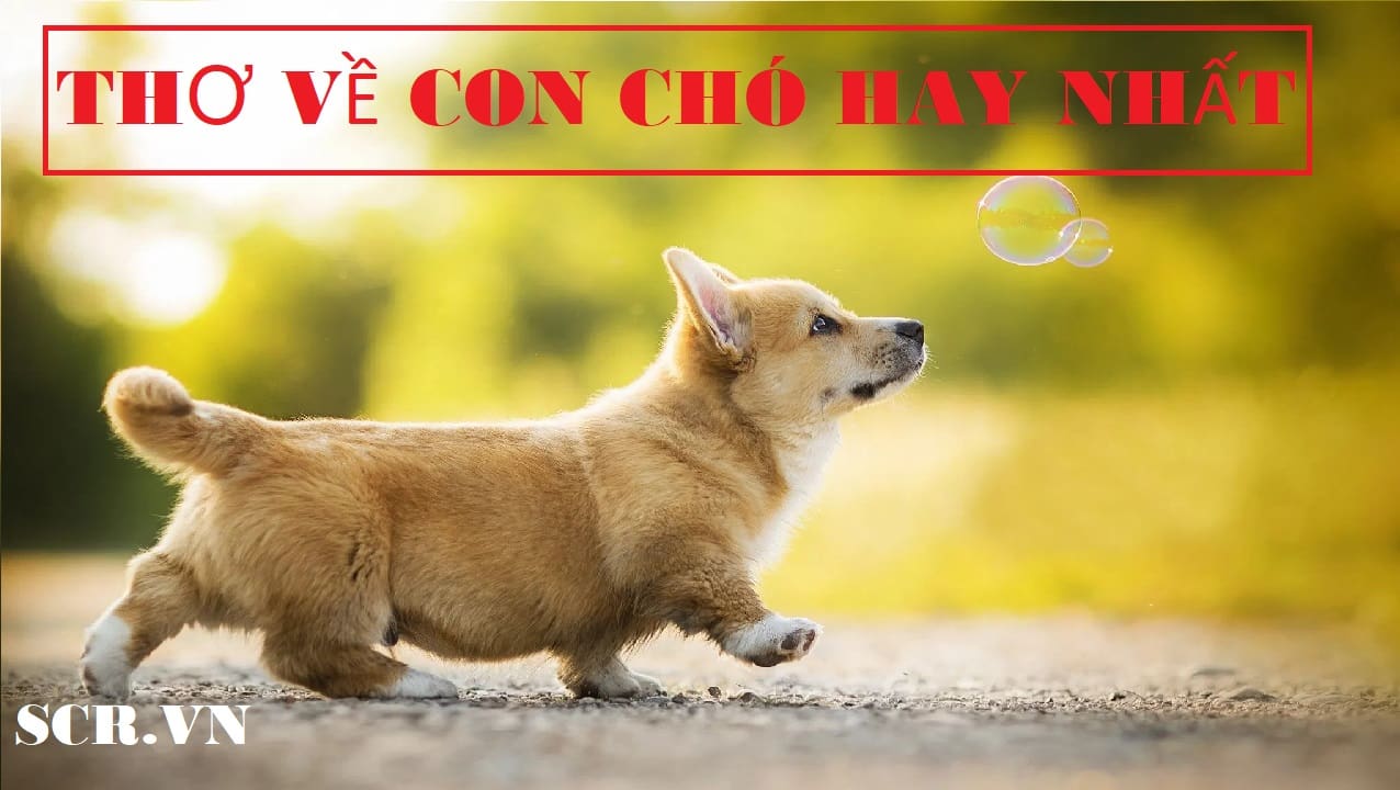 Thơ Về Chó Hay ❤️️ Tuyển Tập Những Bài Thơ Về Cún Con