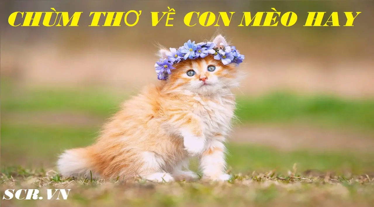 Thơ Về Mèo Hay Nhất ❤️️ Những Bài Thơ Con Mèo Lười