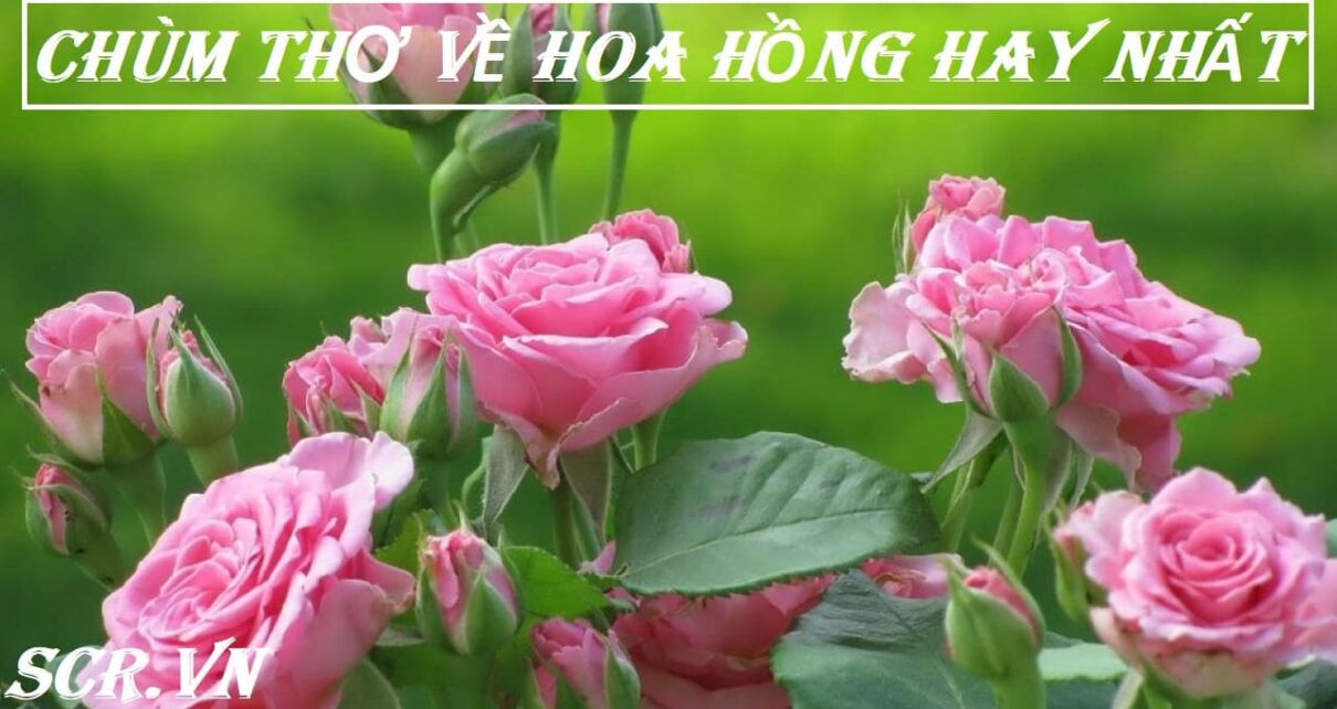 Tho Ve Hoa Hong Hay