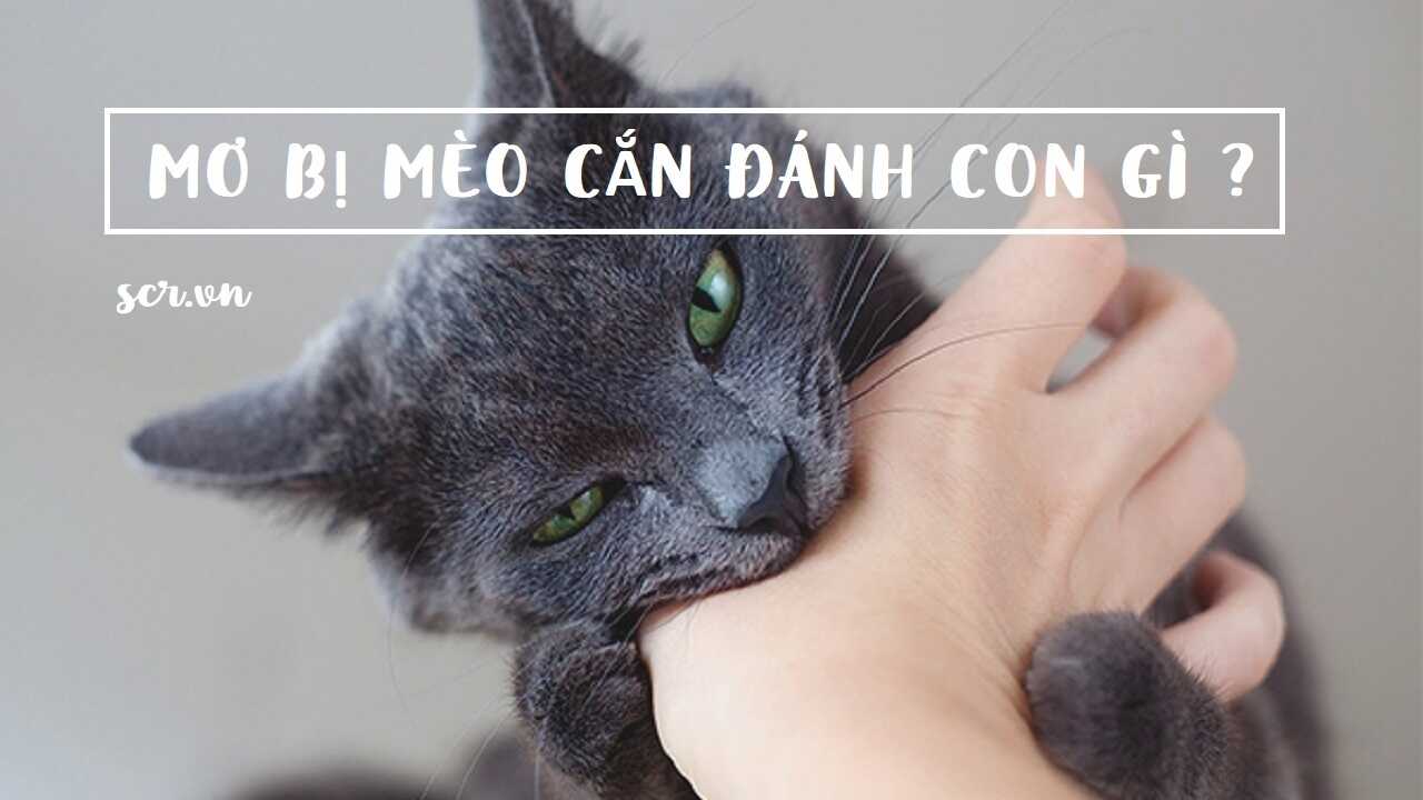 Mo Bi Meo Can