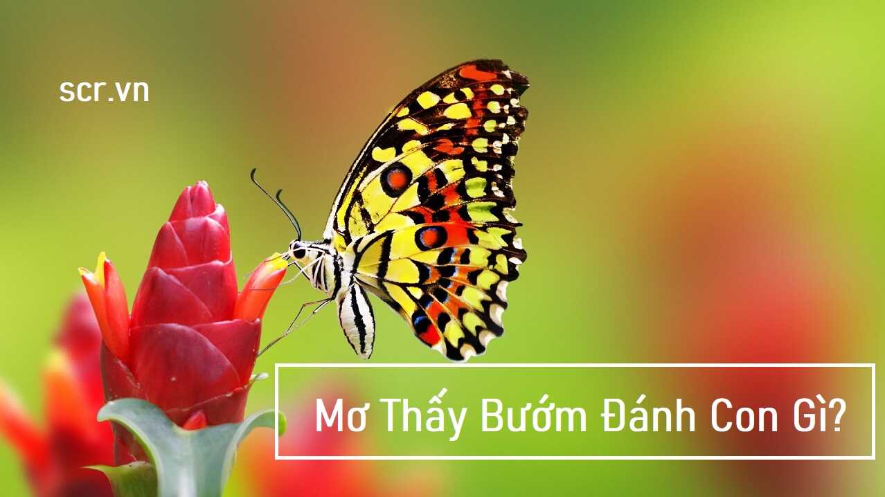 Mo Thay Buom Danh Con Gi