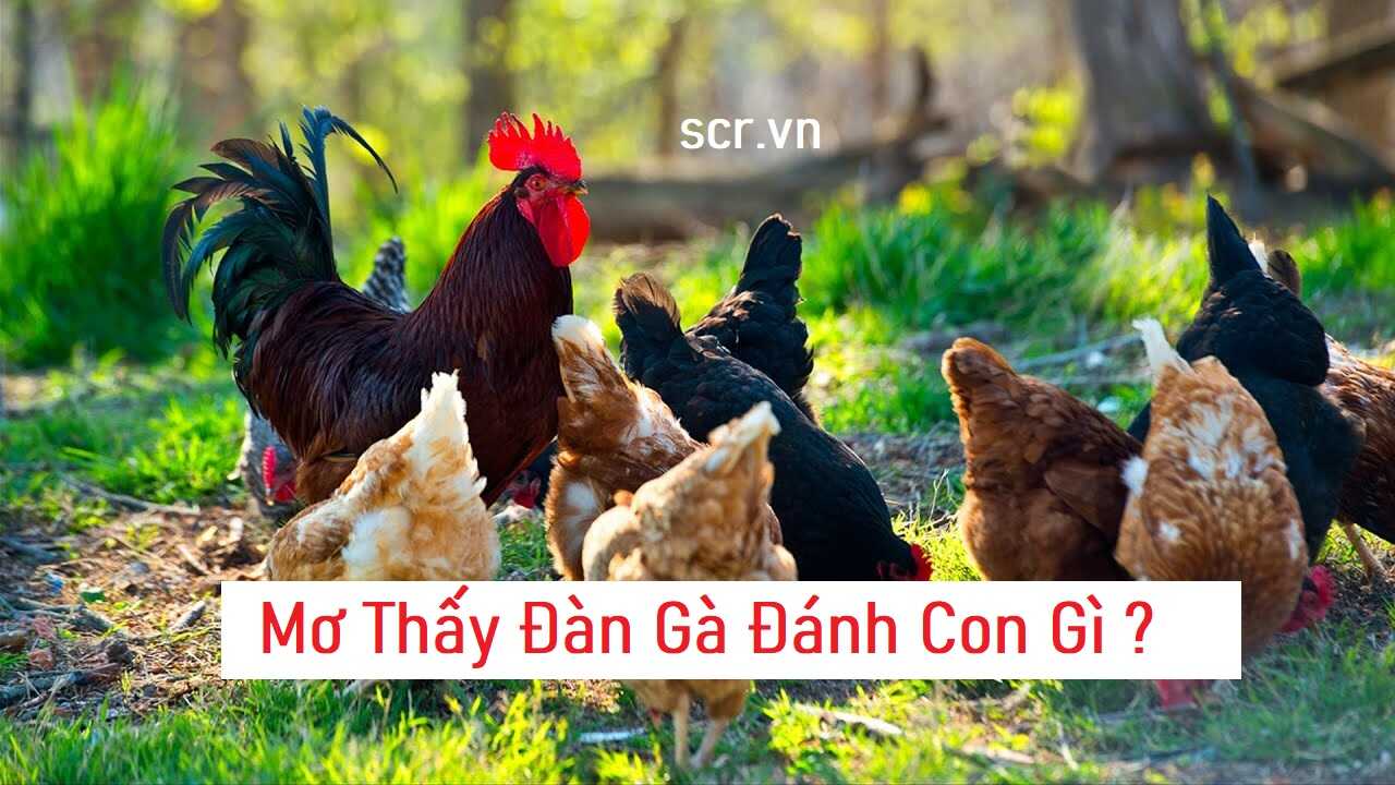Mo Thay Dan Ga Danh Con Gi