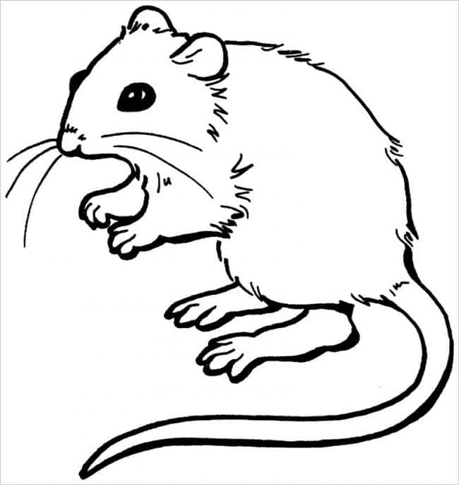Tranh tô màu con chuột
