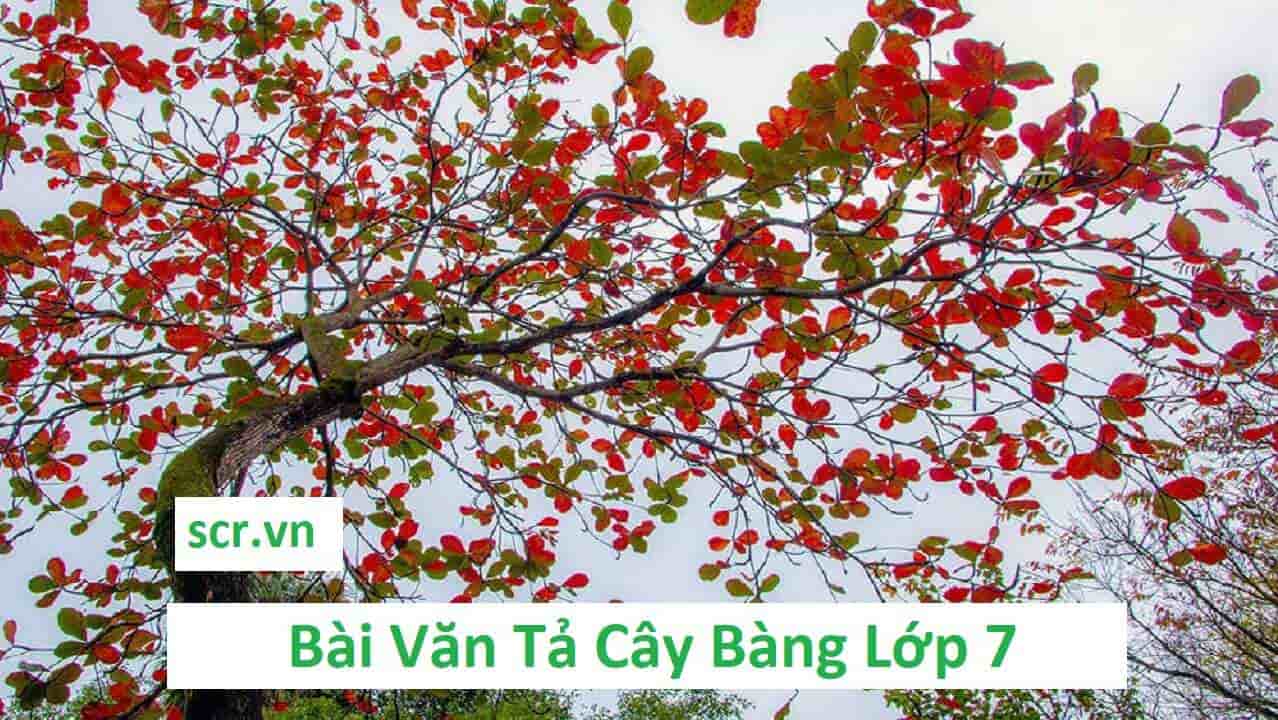 Bai Van Ta Cay Bang Lop 7