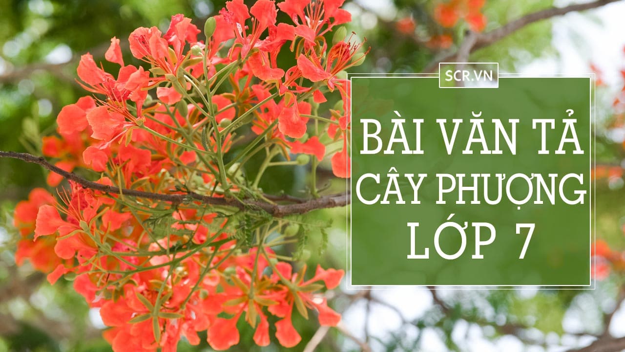 Bai Van Ta Cay Phuong Lop 7