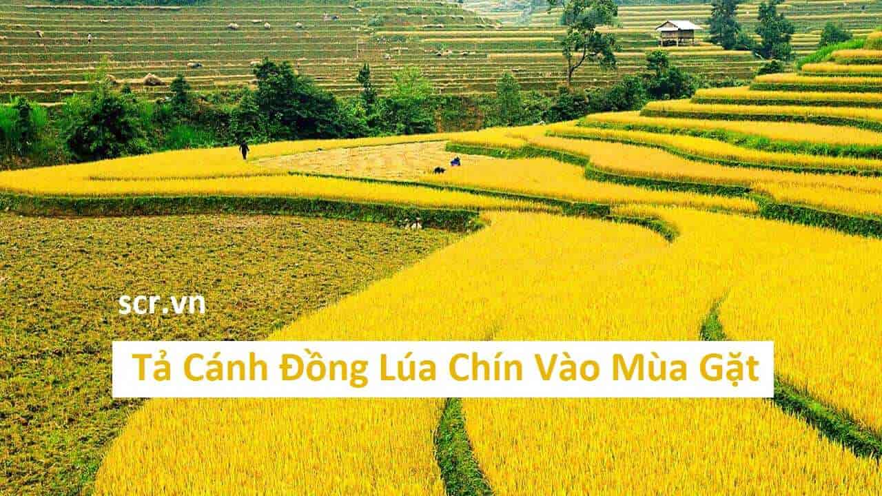 Ta Canh Dong Lua Chin