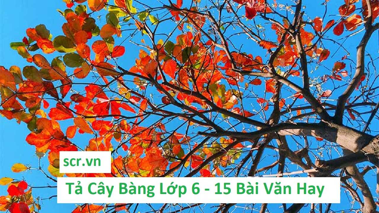 Ta Cay Bang Lop 6
