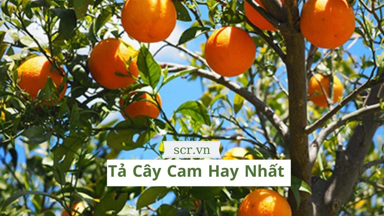 Ta Cay Cam Ngan