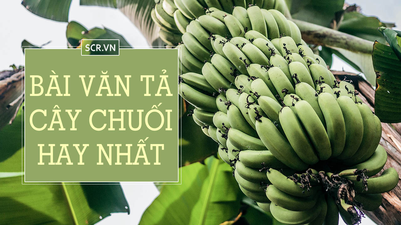 Tả Một Cây Non Mới Trồng - 25 Bài Văn Mẫu Ngắn Hay 33