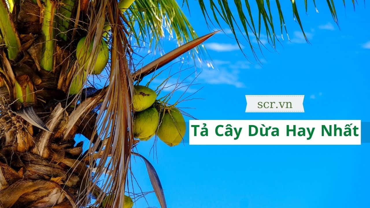Tả Cây Dừa Hay